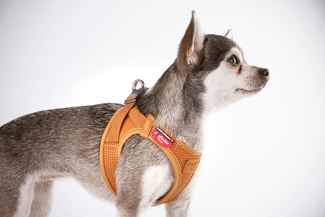 Curli Premium Apple Leather Harness - brown
