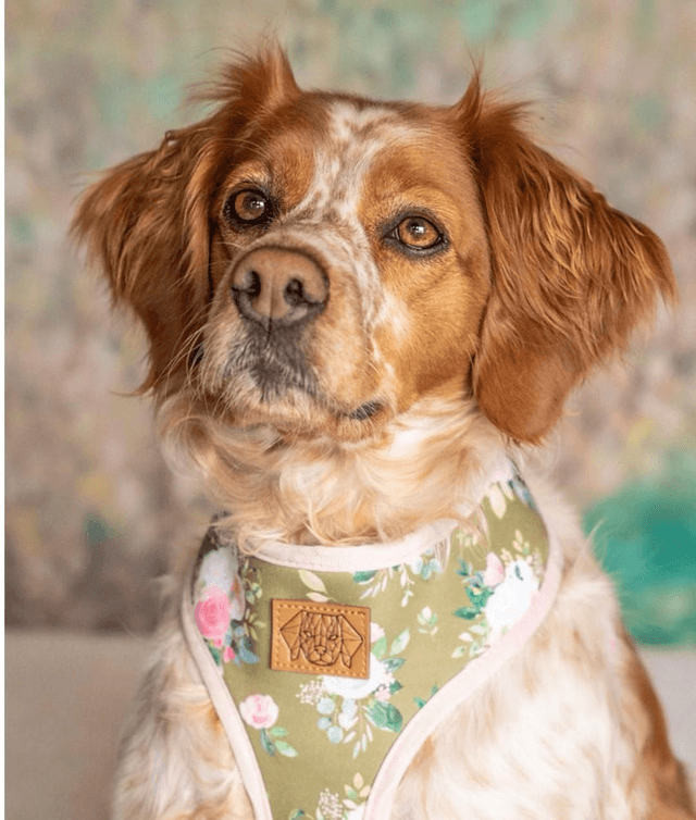Reversible Harness - Roses