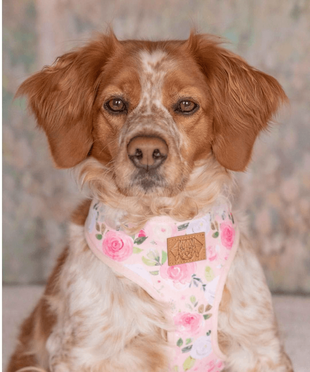Reversible Harness - Roses