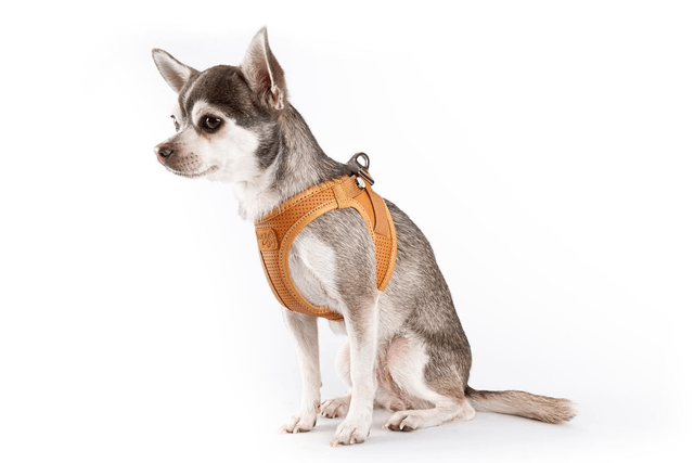 Curli Premium Apple Leather Harness - brown