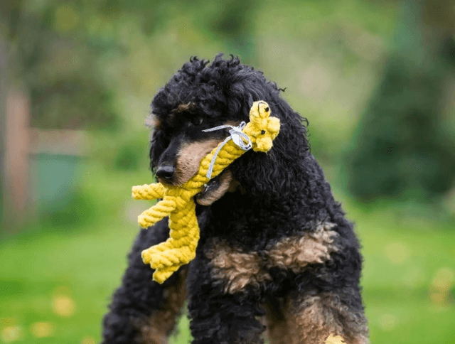 Gretchen Giraffe Rope Toy