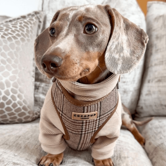 Cocopup plaid Harness