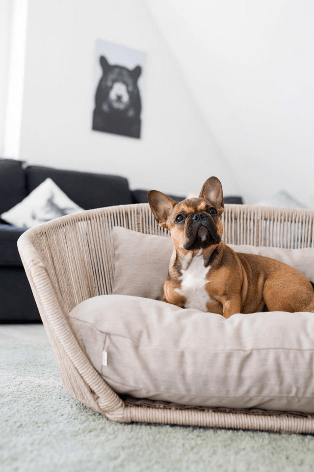 Laboni Vogue Design Hundebett - Smooth